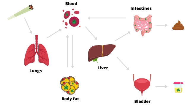 how THC is processed by the body